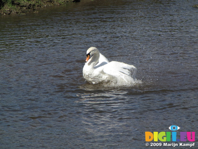 SX03586 Bathing mute swan (Cygnus Olor)